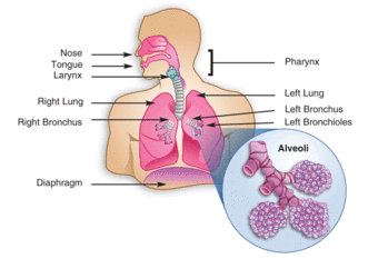 Human Lungs.gif