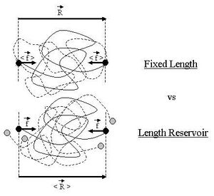 Ideal chain fixed reservoir corrected2.JPG