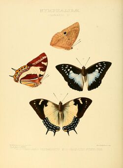Illustrations of new species of exotic butterflies Charaxes IV.jpg