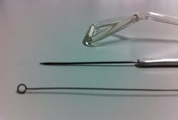 Inoculating tools, close up.jpg