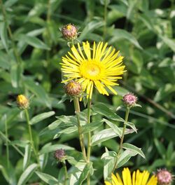 Inula salicina 240606.jpg