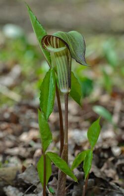 Jack-in-the-pulpit (41416531534).jpg