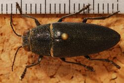 Jewel Beetle (Hippomelas planicauda) (8258544168).jpg