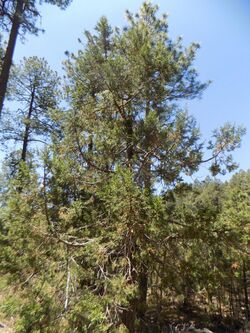 Juniperus durangensis imported from iNaturalist 27 May 2019.jpg