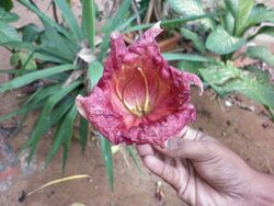 Kigelia africana -flower.JPG