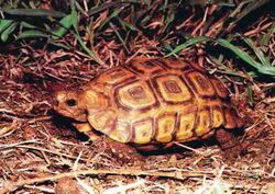 Kinixys natalensis - adult male Natal Hinged Tortoise - RSA.jpg