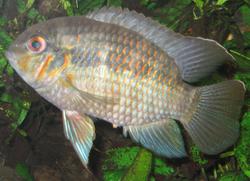 Krobia sp. Rio Xingu.png