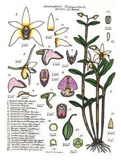 LR022 72dpi Dendrobium finniganensis.jpg