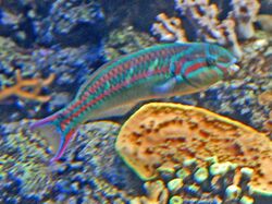 Labridae - Thalassoma quinquevittatum-001.JPG