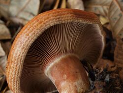 Lactarius rubrilacteus 126762.jpg