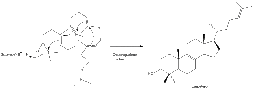 Lanosterol formation.gif