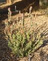 Leucadendron discolor 'Pom Pom' - San Luis Obispo Botanical Garden - DSC05889.JPG