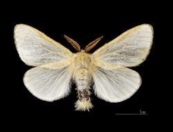 Leucoma salicis MHNT.CUT.2012.0.356.Crest-Voland Male.Dos.jpg