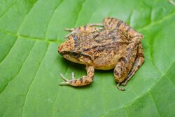 Limnonectes limborgi, Limborg's frog - Kaeng Krachan National Park.jpg