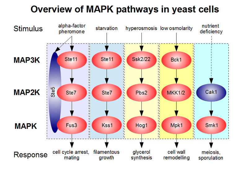 File:MAPK-pathway-yeast.png