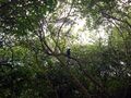 Mangroves park pappinisseri14.JPG