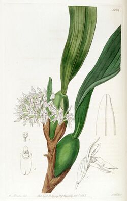 Maxillaria densa - Edwards vol 21 pl 1804 (1836).jpg