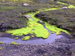 Moss (Iceland) 01.jpg