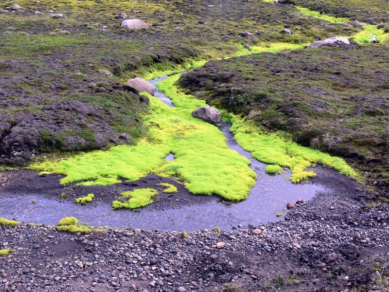 File:Moss (Iceland) 01.jpg