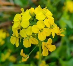 Mustard plant Flower1.jpg
