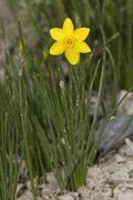 Flower of Narcissus assoanus