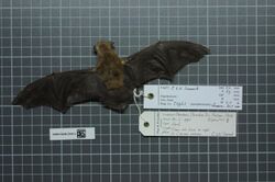 Naturalis Biodiversity Center - RMNH.MAM.25965.b dor - Neoromicia somalicus - skin.jpeg