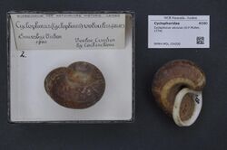 Naturalis Biodiversity Center - RMNH.MOL.154290 - Cyclophorus volvulus (Müller, 1774) - Cyclophoridae - Mollusc shell.jpeg
