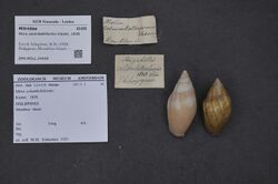 Naturalis Biodiversity Center - ZMA.MOLL.24428 - Mitra colombelliformis Kiener, 1838 - Mitridae - Mollusc shell.jpeg