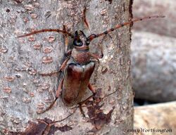 Neoplocaederus obesus (Gahan,1890) Cashew Stem Borer 45 mm Cerambycidae Cerambycinae Cerambycini.jpg