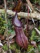 Nepenthes talaandig lower pitcher.jpg