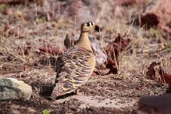 Painted sandgrouse male Pterocles indicus.jpg