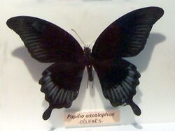 Papilio ascalaphus.jpg