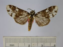 Phaegoptera sestia.JPG