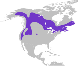 Picoides arcticus map.svg