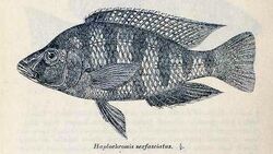 Placidochromis johnstoni2.jpg