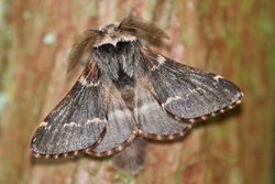 Poecilocampa populi01.jpg