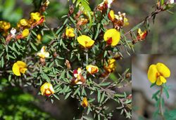 Pultenaea reflexifolia (24904245511).jpg