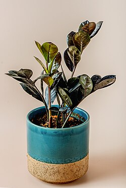 A Raven ZZ plant in a blue pot.