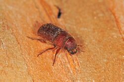 Red turpentine beetle.jpg