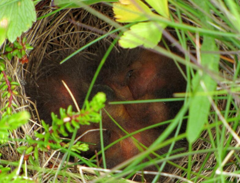 File:Savannah Sparrow chicks in nest.jpg