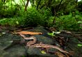 Saw-scaled Viper Echis carinatus by Dr. Raju Kasambe DSCN8792 (1).jpg