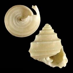 Seashell Seguenzia trochiformis.jpg