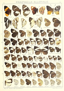 Seitz Macrolepidoptera IndoAustralica Fauna Plate 141.jpg