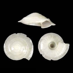 Shell Fluxinella vitrina.jpg