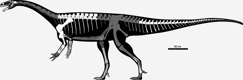 File:Skeletal reconstruction of Unaysaurus tolentinoi.png