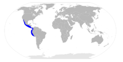 Sphyrna corona distribution map.svg