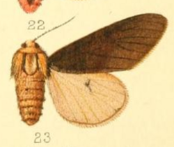 Spilosoma fuscipennis.png