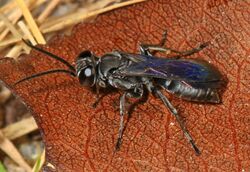 Square-headed Wasp - Liris species, Occoquan Bay National Wildlife Refuge, Woodbridge, Virginia.jpg