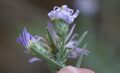 Symphyotrichum defoliatum 99902633.jpg