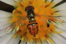 Syrphid Fly - Toxomerus boscii, Okaloacoochee Slough State Forest, Felda, Florida.jpg